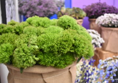 This is the Punky Ball which is recently introduced, mainly for bouquets